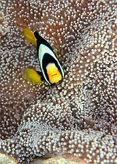 IMG_0758rf_Maldives_Madoogali_House reef_Poisson clown de clark_Amphiprion clarkii